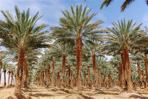 philippine date palm|Varieties of date palm fruits (Phoenix dactylifera L.), .
